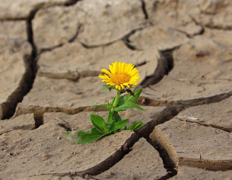 Resilience Building